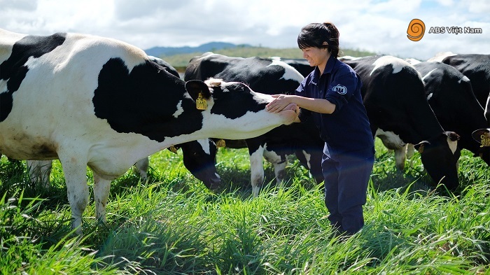 Công việc chăn nuôi bò sữaẢnh: Internet