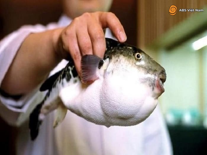 Chế biến cá Fugu cần đầu bếp có kinh nghiệmẢnh: Internet