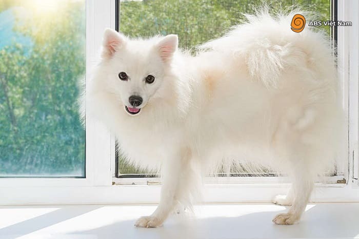 Chó Spitz sở hữu bộ lông trắng tinh xinh đẹpẢnh: Internet